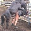 Horse.Vagina01